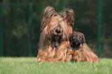 BRIARD 168